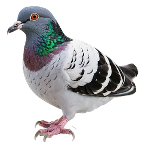 Pigeon Racing PNG 05242024