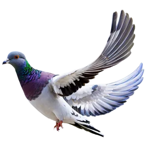 Pigeon Racing Png 38 PNG image