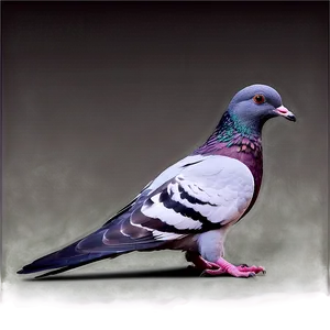 Pigeon Racing Png 57 PNG image