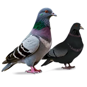 Pigeon Racing Png Nwu PNG image