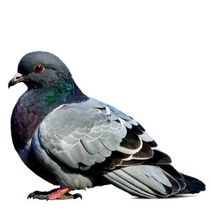 Pigeon Reflection PNG 05242024 PNG
