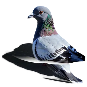 Pigeon Reflection PNG 05242024 PNG
