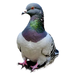 Pigeon Reflection PNG Nqf PNG