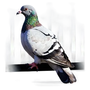 Pigeon Reflection PNG Wnf26 PNG
