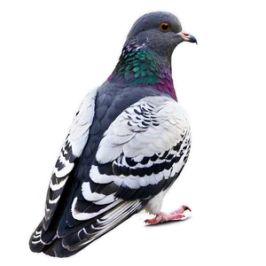 Pigeon Side View PNG 26