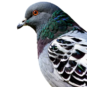 Pigeon Side View PNG 55