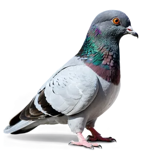Pigeon Side View PNG Itn