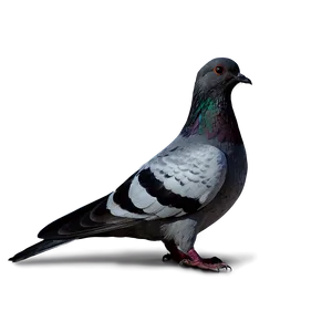 Pigeon Silhouette PNG 05242024