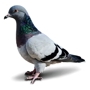 Pigeon Silhouette PNG 05242024