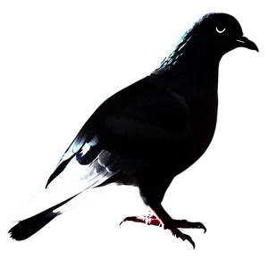Pigeon Silhouette PNG 42
