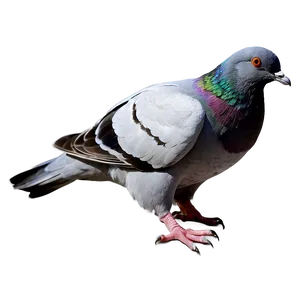 Pigeon Silhouette PNG 63