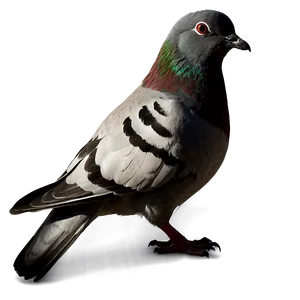 Pigeon Silhouette Sunset PNG 64