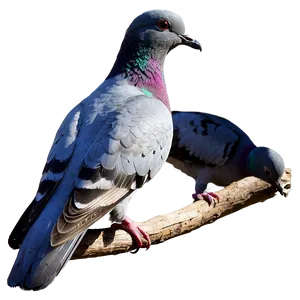Pigeon Silhouette Sunset PNG Fyd60