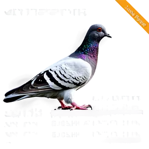 Pigeon Sketch PNG Kcc21
