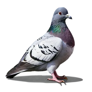 Pigeon Sketch PNG Kou92