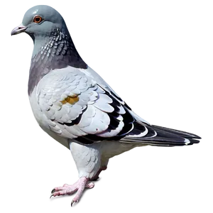 Pigeon Statue PNG Wju