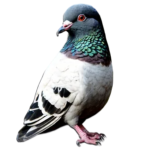 Pigeon Street Art PNG Sow97