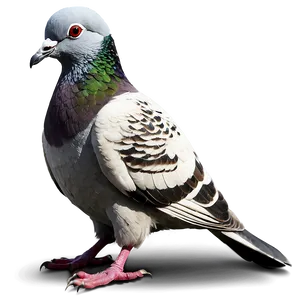 Pigeon Street Art PNG Viu41