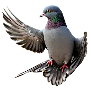 Pigeon Transparent Background PNG 05242024