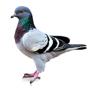 Pigeon Transparent Background PNG Sic
