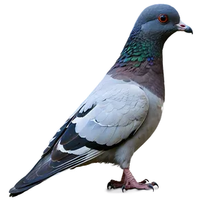 Pigeon Urban Wildlife PNG 88