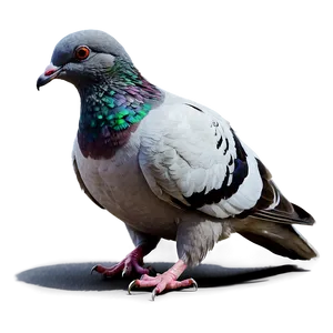 Pigeon Urban Wildlife PNG Ich