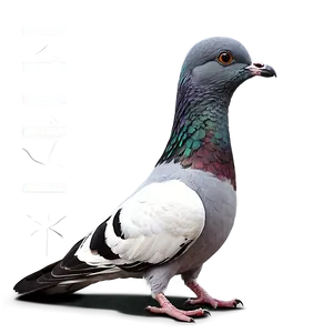 Pigeon Urban Wildlife PNG Tyi