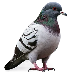 Pigeon Urban Wildlife PNG Uqq