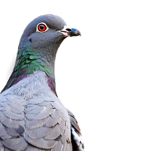 Pigeon Vector Art PNG 61 PNG