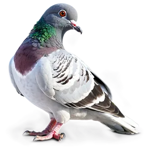 Pigeon Walking PNG 05242024