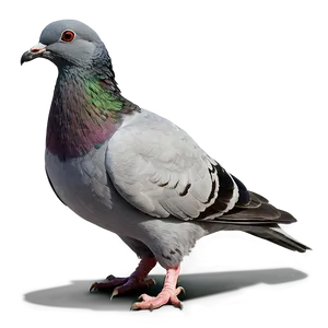 Pigeon Walking PNG 05242024