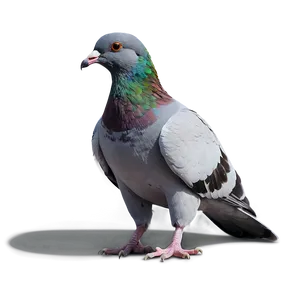 Pigeon Walking PNG 36