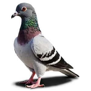 Pigeon Walking PNG Lqp