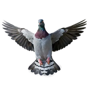 Pigeon Wings Spread Png 6 PNG image