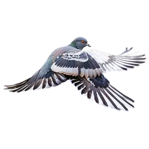 Pigeon Wings Spread Png 79 PNG image