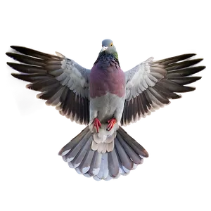 Pigeon Wings Spread Png 96 PNG image