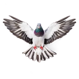 Pigeon Wings Spread Png Npr PNG image