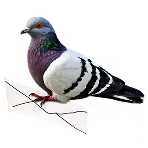 Pigeon With Letter PNG Acc