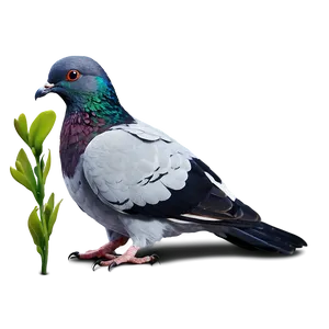 Pigeon With Letter PNG Pcp