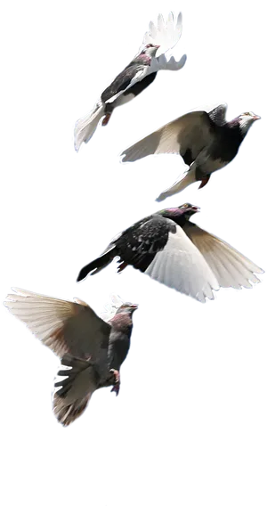 Pigeons_ In_ Flight_ Sequence.png PNG image