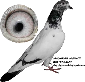 Pigeonwith Detailed Eye View PNG
