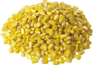 Pileof Yellow Corn Kernels PNG image