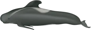 Pilot Whale Illustration PNG image