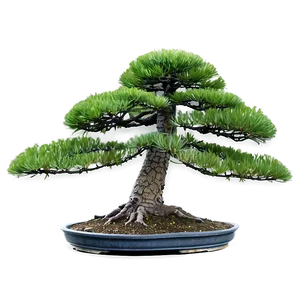 Pine Bonsai Tree PNG 06202024