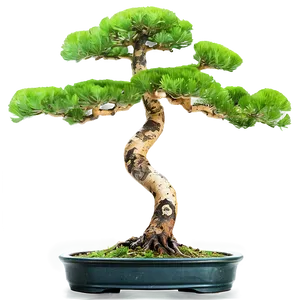 Pine Bonsai Tree PNG 06202024