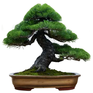 Pine Bonsai Tree Png 83 PNG image