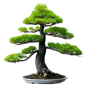 Pine Bonsai Tree PNG Cja