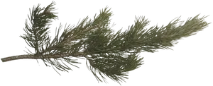 Pine Branch Isolated.png PNG image