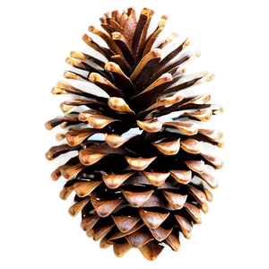 Pine Cone Art PNG 06202024