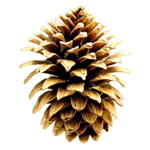 Pine Cone Art PNG 2